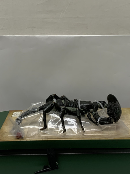 海洋堂 リボジオ ダイオウサソリ 開封品 KAIYODO REVOGEO リボルテック ジオ 全地球立体生物目録 節足動物 大王蠍 