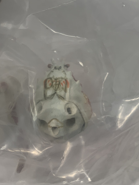 奇譚クラブ ネイチャーテクニカラー 海遊館ミュージアム 12
